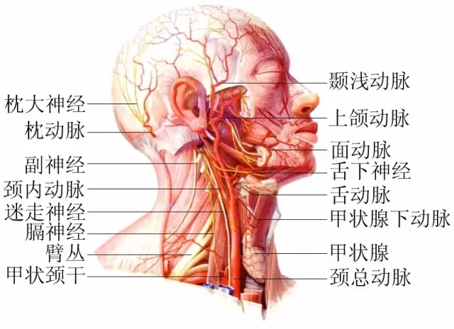 脖子才是身體最致命的位置！